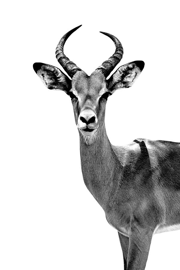 Safari Profile Collection - Antelope White Edition Photograph by Philippe HUGONNARD
