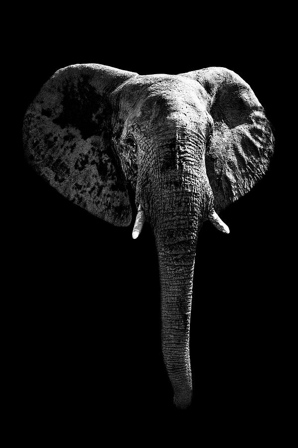 Safari Profile Collection - Elephant Black Edition Photograph by Philippe HUGONNARD