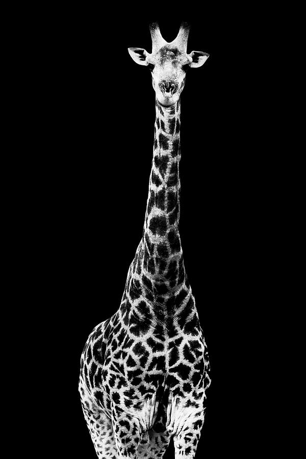 Safari Profile Collection - Giraffe Black Edition Photograph by Philippe HUGONNARD