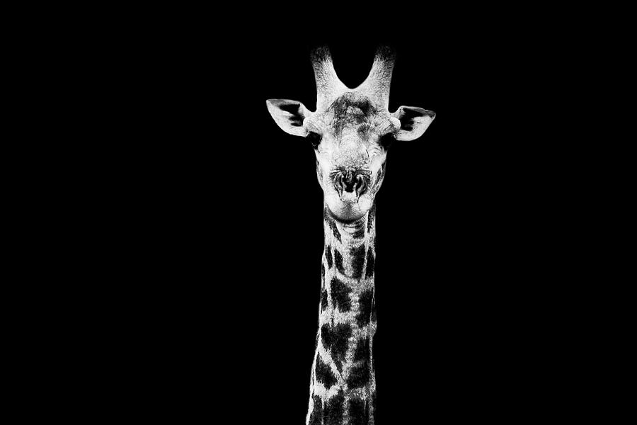 Safari Profile Collection - Giraffe Black Edition X Photograph by Philippe HUGONNARD