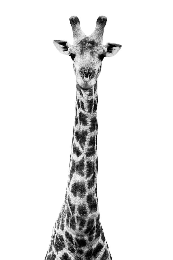 Safari Profile Collection - Giraffe White Edition I Photograph by Philippe HUGONNARD