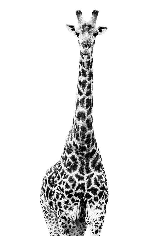 Safari Profile Collection - Giraffe White Edition Photograph by Philippe HUGONNARD