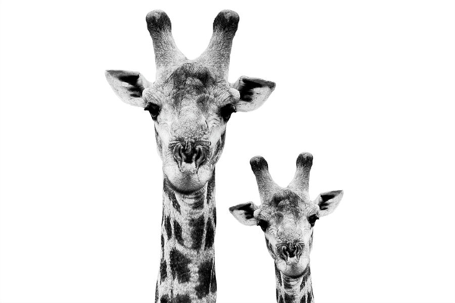 Safari Profile Collection - Portrait of Giraffe and Baby White Edition I I I Photograph by Philippe HUGONNARD