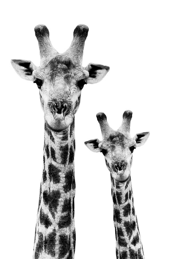 Safari Profile Collection - Portrait of Giraffe and Baby White Edition I I Photograph by Philippe HUGONNARD