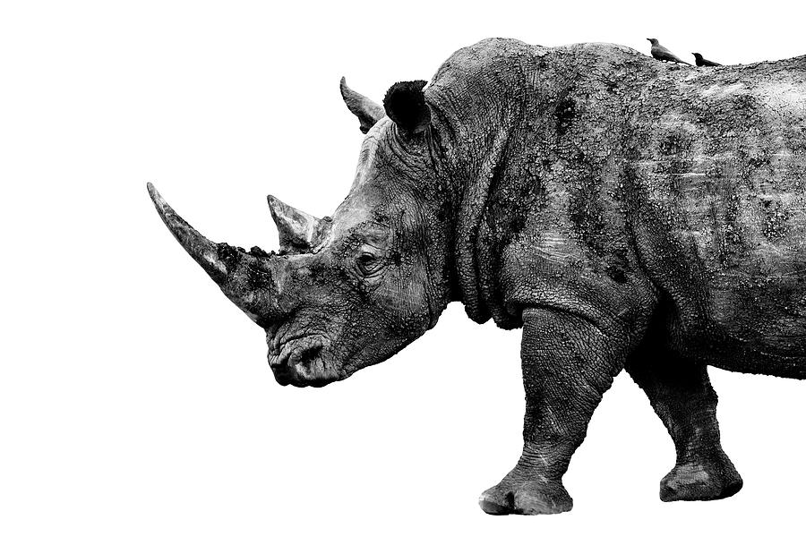 Safari Profile Collection - Rhino White Edition Photograph by Philippe HUGONNARD