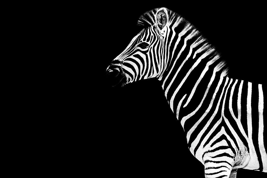 Safari Profile Collection - Zebra Black Edition Photograph by Philippe HUGONNARD