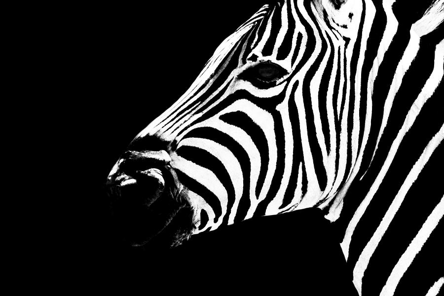 Safari Profile Collection - Zebra Portrait Black Edition Photograph by Philippe HUGONNARD
