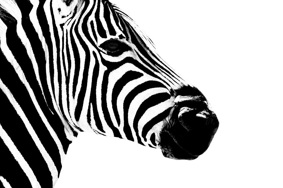 Safari Profile Collection - Zebra Portrait White Edition Photograph by Philippe HUGONNARD