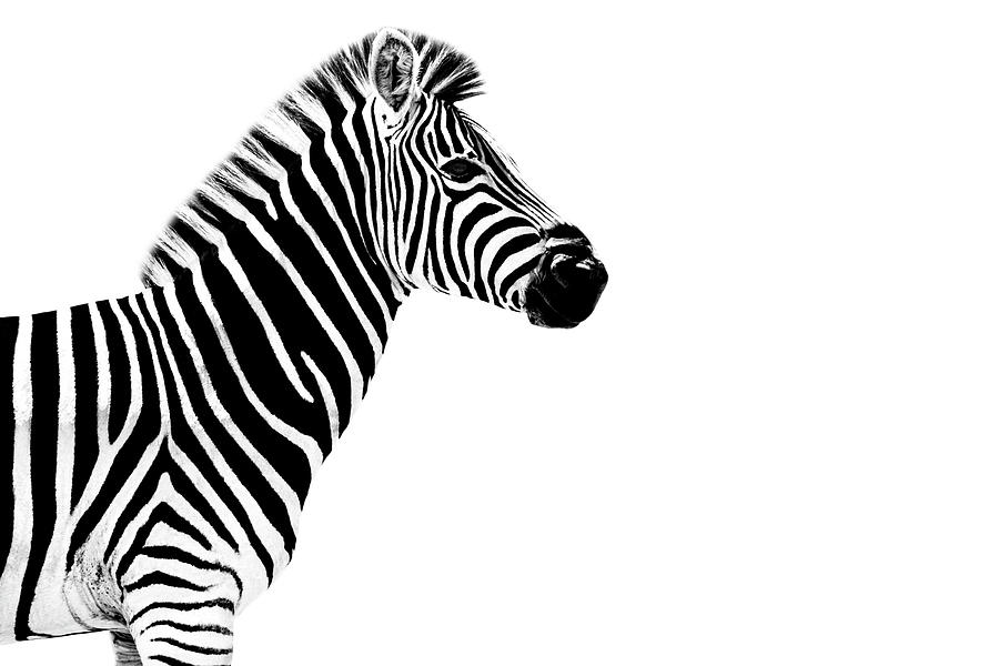 Safari Profile Collection - Zebra White Edition Photograph by Philippe HUGONNARD