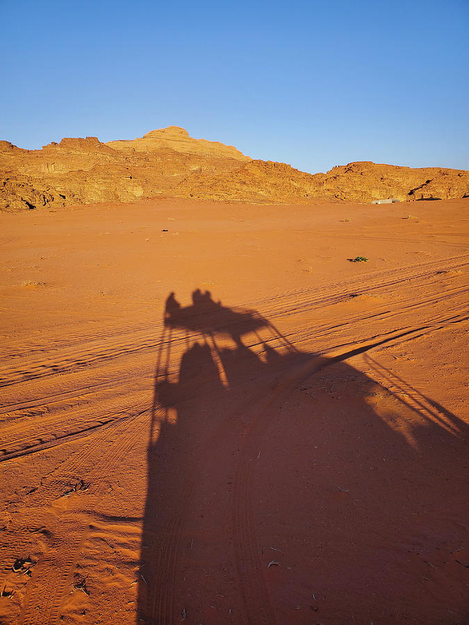 Safari Shadow Photograph by Andrea Whitaker - Fine Art America