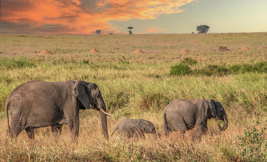 Safari Sunset, Serengeti National Park Photograph by Marcy Wielfaert