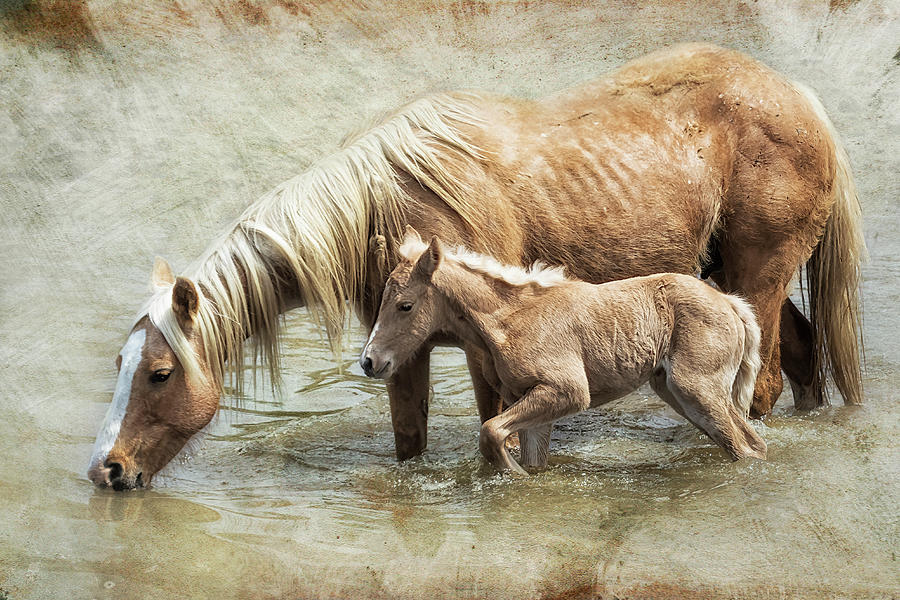 Safe By Mothers Side - South Steens Mustangs Photograph by Belinda Greb
