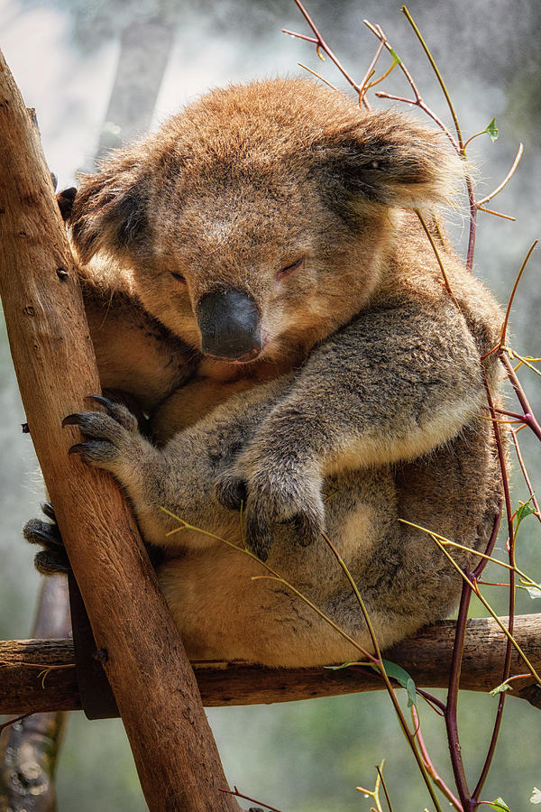 Safe Koala Bear  Photograph by Joann Long