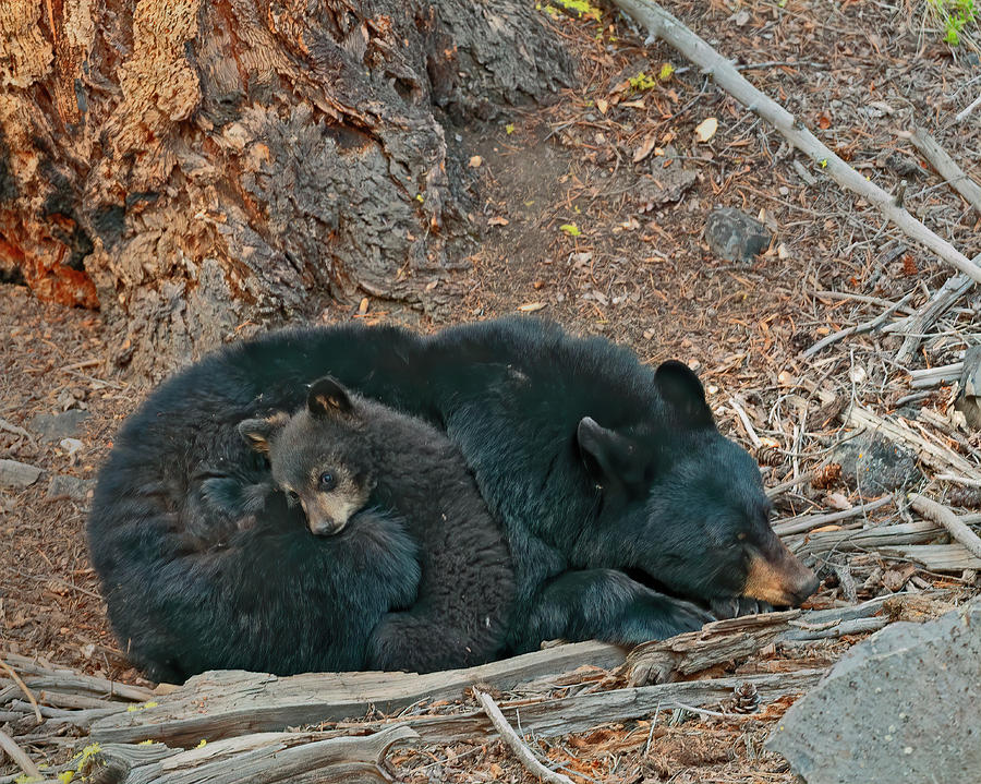 Yellowstone National Park Photograph - Safe with Momma by Gary Langley