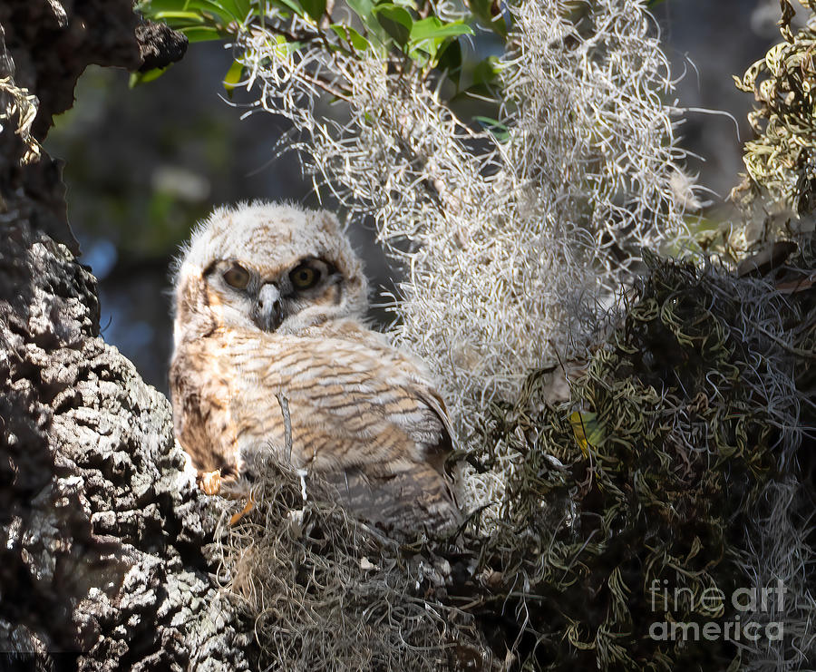 Safety Harbor Owlet Gets Its Colors Photograph by L Bosco