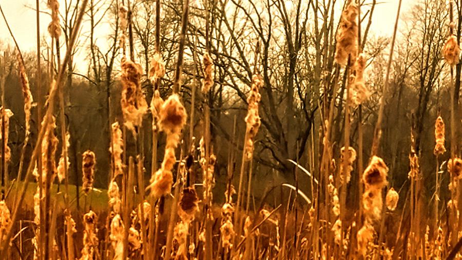 Golden Cattails Photograph By Lesley Wood Fine Art America