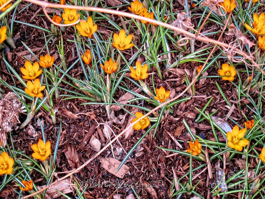 Saffron Crocuses  Photograph by Patricia Youngquist