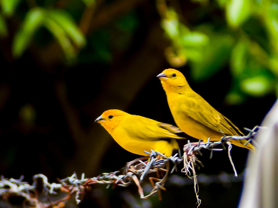 Saffron Finch on the wire Photograph by Franklin Gonzalez Fine Art
