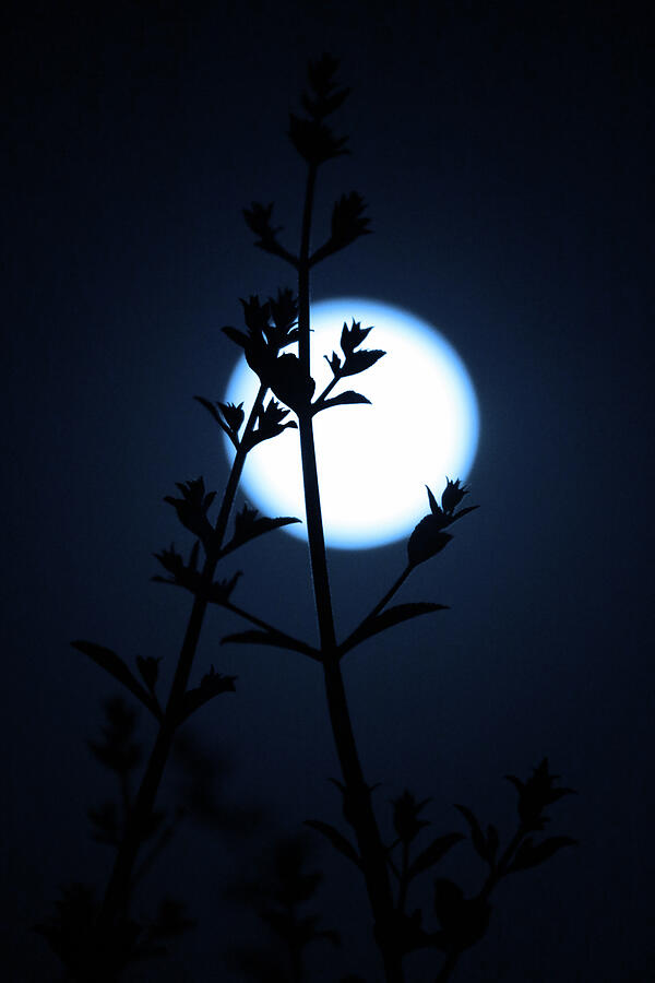 Nature Photograph - Sage by Moonlight by Robin Street-Morris