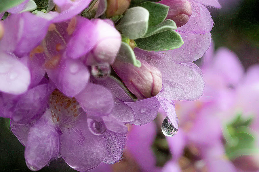 Sage Bloom after the Rain Photograph by Cheri Freeman