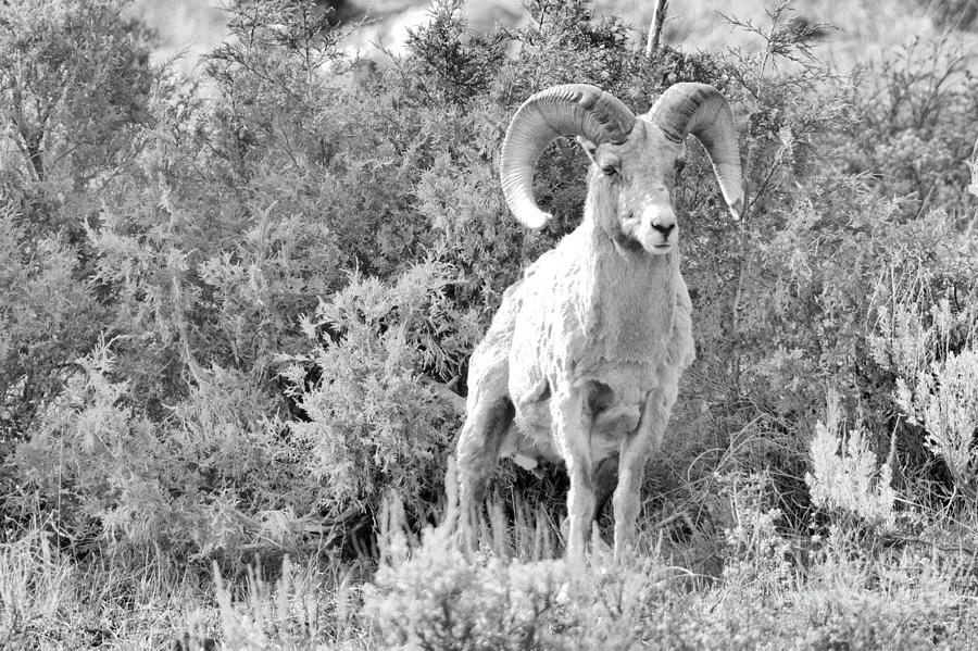 Sage Brush Ram Landscape Black And White Photograph by Adam Jewell