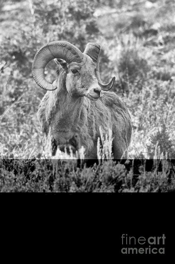 Sage Brush Ram Portrait Black And White Photograph by Adam Jewell
