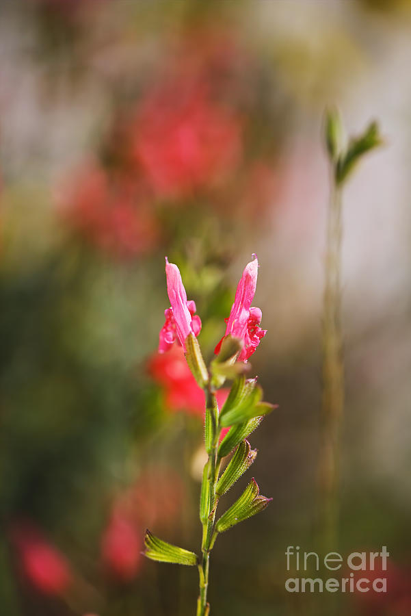 Sage Flower Buds  Photograph by Joy Watson
