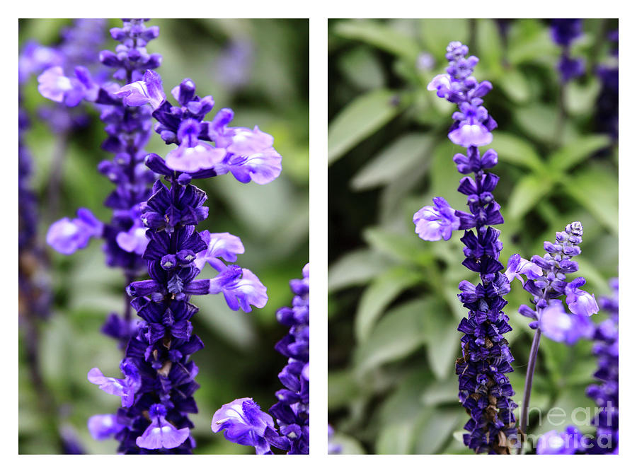 Sage Flowers Diptych Photograph by Tanya Owens