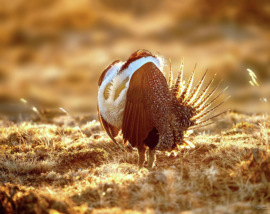 Sage Grouse In The Sun Photograph