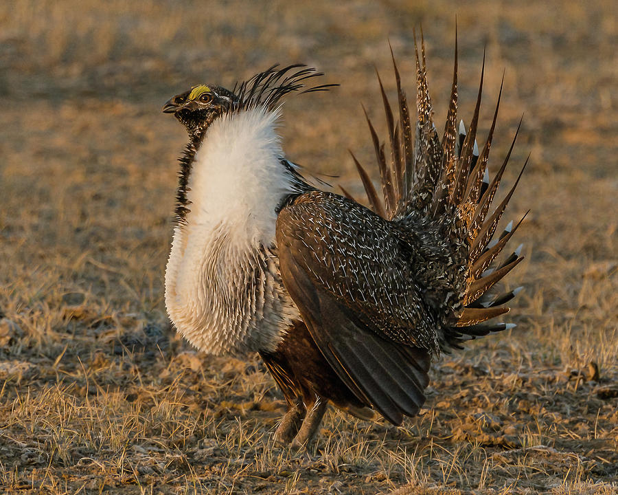 Spring Photograph -  Sage Grouse Male by Yeates Photography