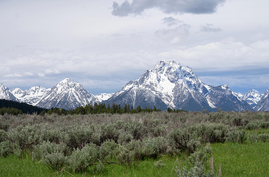 Sage in Front of the Grand Tetons Photograph by Diane Arnaout | Pixels