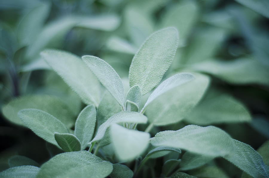 Sage, Salvia officinalis, in garden, close-up Photograph by Westend61