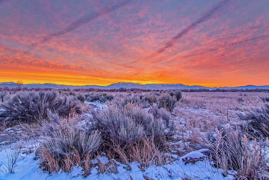 Sagebrush and Snow at Sunrise Photograph by Marc Crumpler