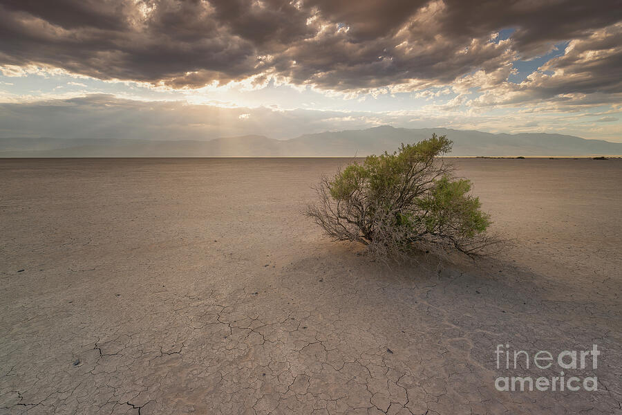 Sagebrush at Alvord Desert Photograph by Masako Metz