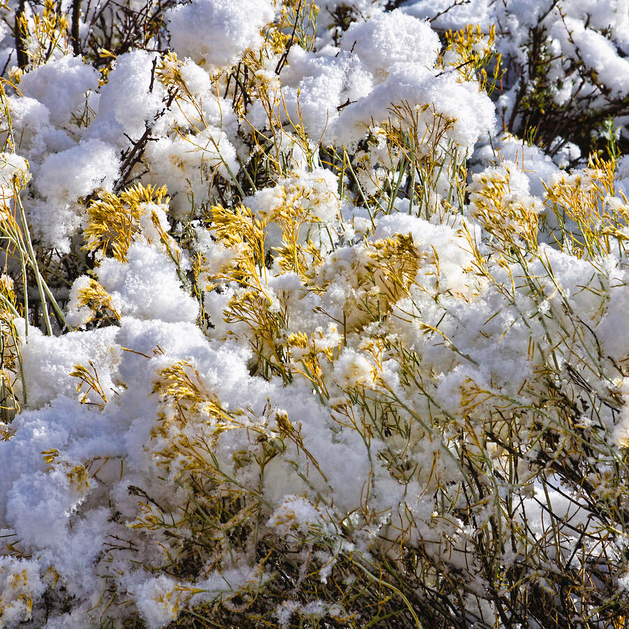 Sagebrush covered by snow, Utah Photograph by Tatiana Travelways