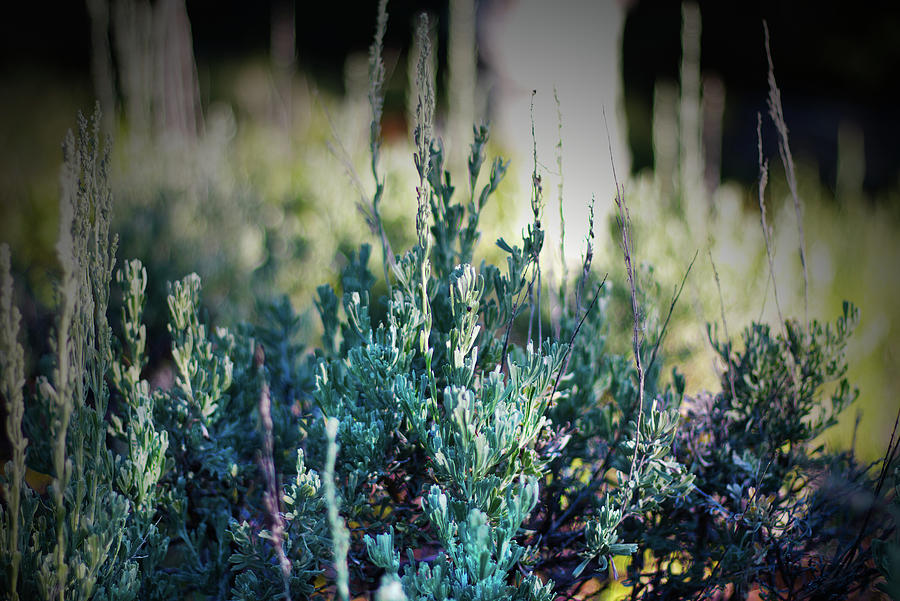 Sagebrush Photograph by Kathryn Stone Fine Art America