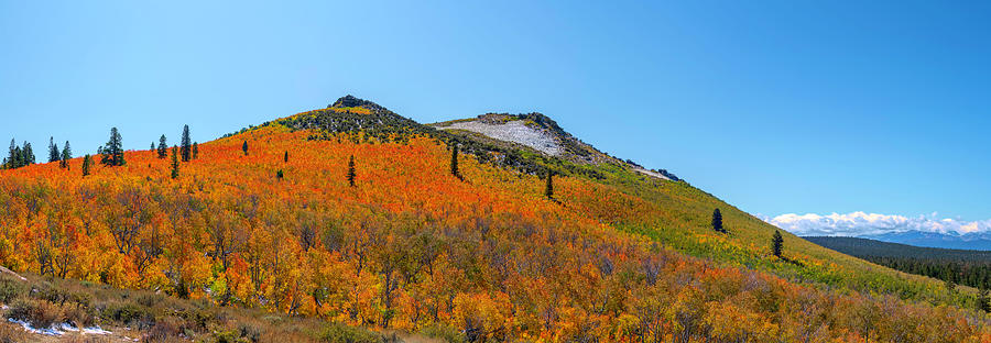 Sagehen Summit Fall Colors Pano Photograph by Lindsay Thomson