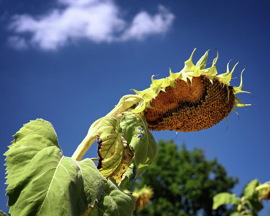 Sagging Sunflower Photograph by Steven Nelson