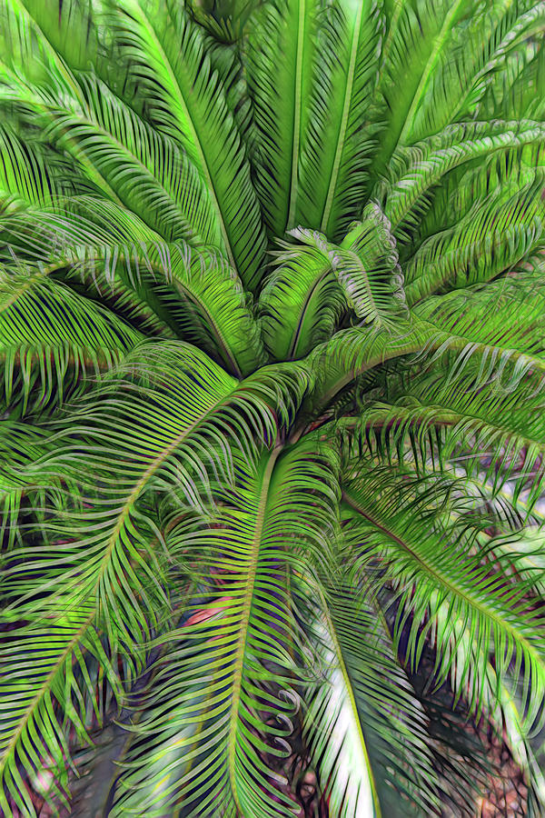 Sago Palm 3 Photograph by Dawn Eshelman