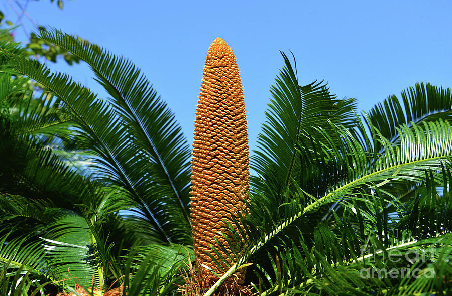 Sago Palm and seed stem Photograph by David Lee Thompson