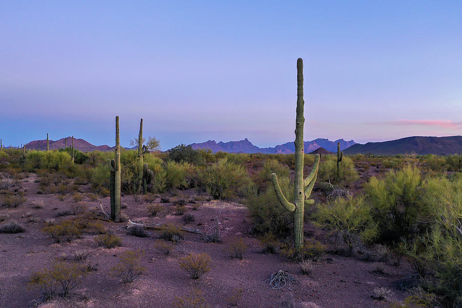 Saguara Cactus Desert Landscape Photograph by Sandra Js