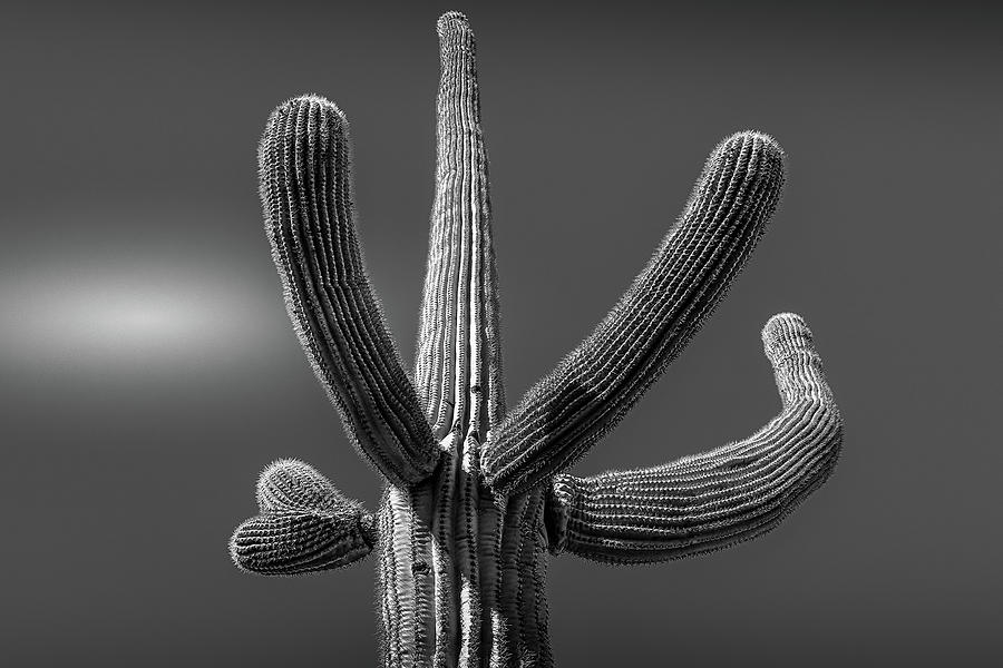 Saguaro #1 Selenuim Photograph by Jennifer Wright