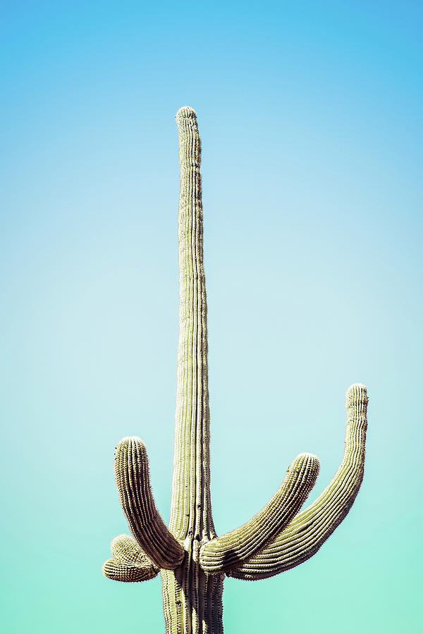 Saguaro #2 Photograph by Jennifer Wright