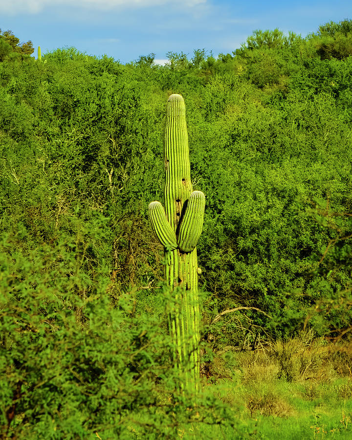 Nature Photograph - Saguaro 25173 by Mark Myhaver