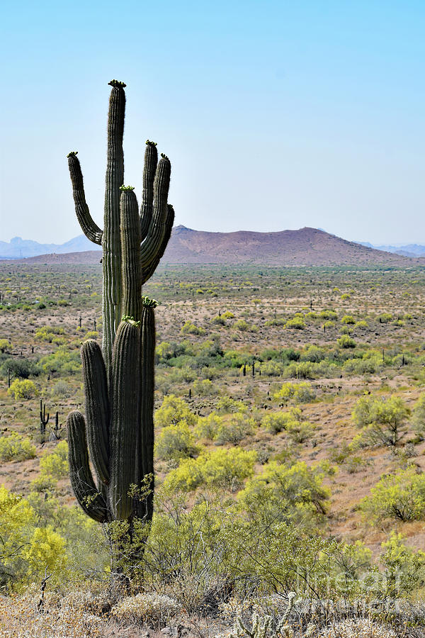 Saguaro 2625 Photograph by David Ragland