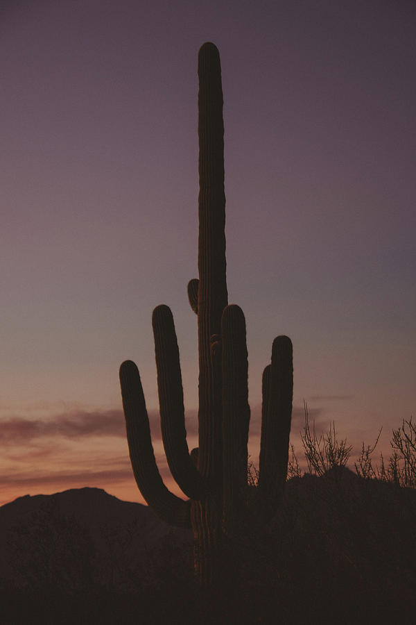 Saguaro 3 Photograph by Melisa Elliott
