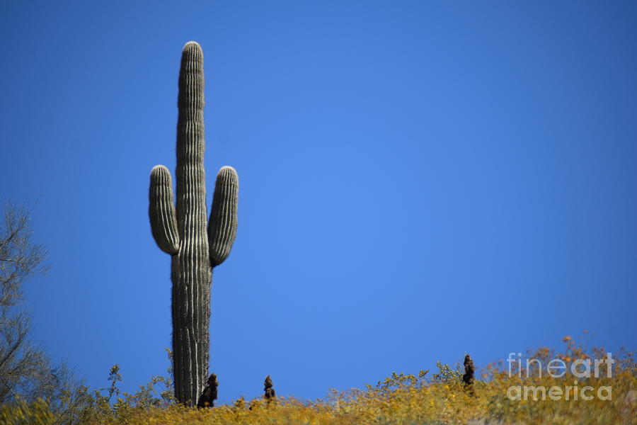 Saguaro 3001 Photograph by David Ragland