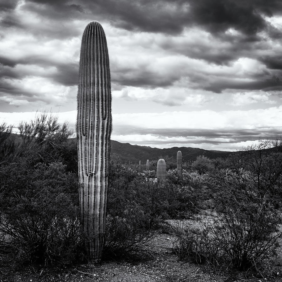 Saguaro 4 Photograph by Ana Luiza Cortez