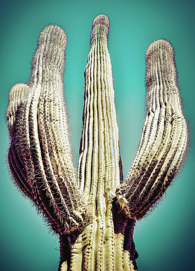 Saguaro #4 Photograph by Jennifer Wright