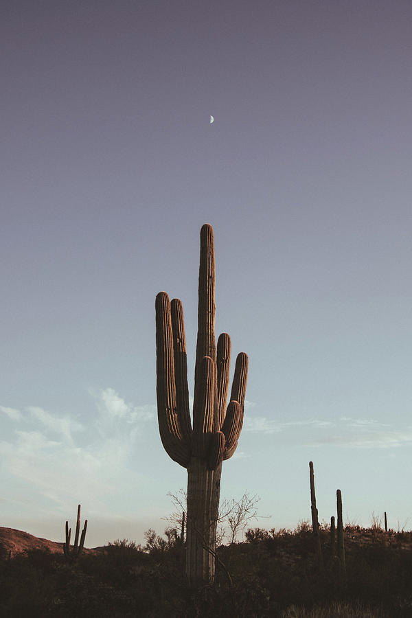 Saguaro 4 Photograph by Melisa Elliott